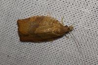 Pandemis heparana