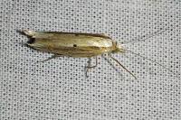 Ypsolopha nemorella