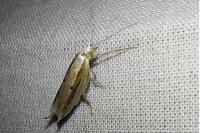 Ypsolopha nemorella