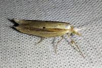 Ypsolopha nemorella