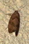 Epinotia