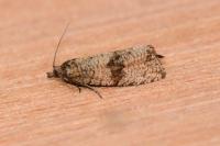 Celypha striana