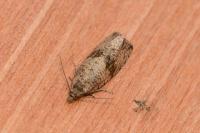 Celypha striana