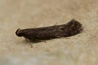 Monochroa lutulentella
