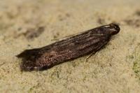 Monochroa lutulentella