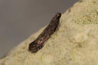 Monochroa lutulentella