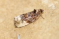 Hedya nubiferana