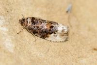 Hedya nubiferana