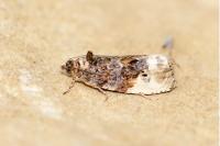 Hedya nubiferana