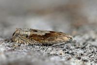 Eucosma gr. cana