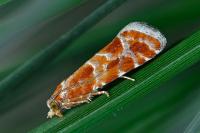 Rhyacionia pinicolana