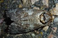 Cossus cossus