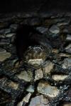 Cossus cossus