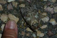 Cossus cossus