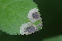 Stigmella plagicolella