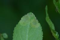 Stigmella plagicolella