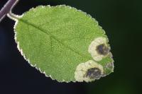 Stigmella plagicolella