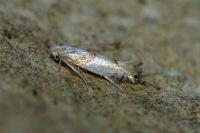 Phyllonorycter roboris