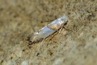 Phyllonorycter roboris
