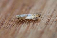 Phyllonorycter roboris