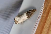 Notocelia roborana