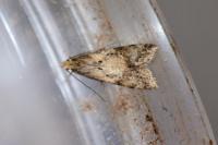 Brachmia blandella