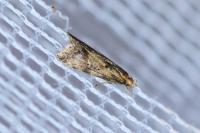Brachmia blandella