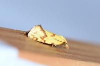 Agapeta hamana