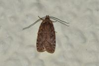 Agonopterix ciliella/heracliana