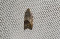 Cydia splendana