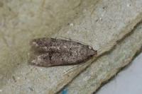 Teleiodes vulgella