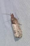 Notocelia roborana
