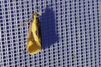 Harpella forficella