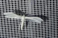Pterophorus pentadactylus