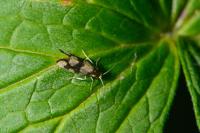 Lampronia rupella