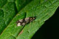 Lampronia rupella