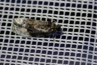 Apotomis betuletana