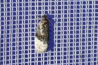 Apotomis betuletana