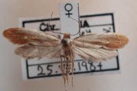 Tinea semifulvella