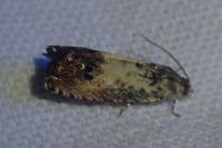 Pammene fasciana
