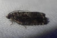 Cydia fagiglandana