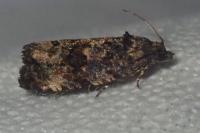 Endothenia gr. gentianaeana