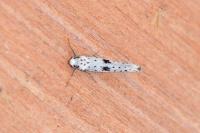 Yponomeuta plumbella