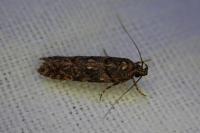 Teleiopsis diffinis
