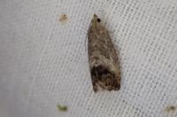 Cydia splendana