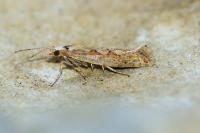 Plutella xylostella