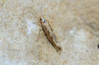 Plutella xylostella