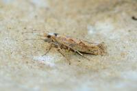 Plutella xylostella