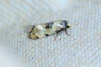 Brevicornutia pallidana
