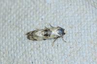 Brevicornutia pallidana